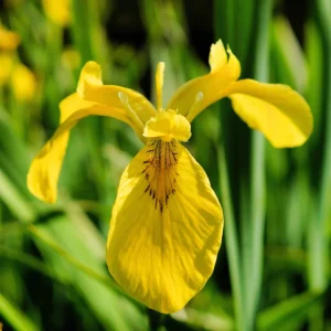 Iris des Marais (Iris pseudacorus)