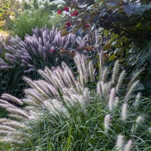 Pennisetum 'Red Head' (Pennisetum alopecuroides)