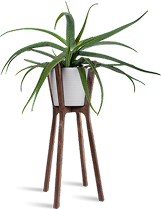 Plants Name 10