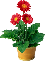 Plants Name 11