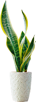Plants Name 12