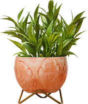 Plants Name 02