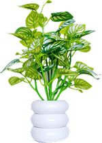 Plants Name 03