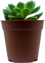 Plants Name 05