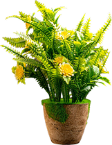 Plants Name 06