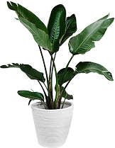 Plants Name 07