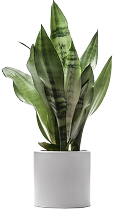 Plants Name 08