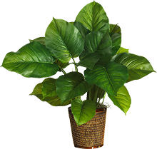 Plants Name 09