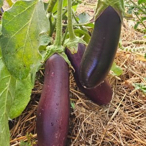 Aubergine Astrakom