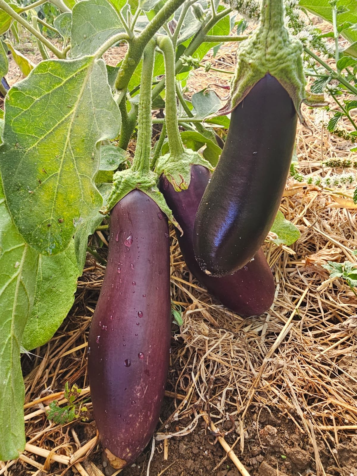 Aubergine Astrakom
