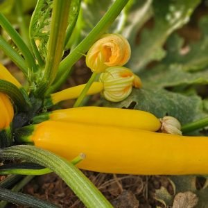 Courgette longue jaune