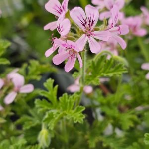 Géranium rosat / Pélargonium odorant
