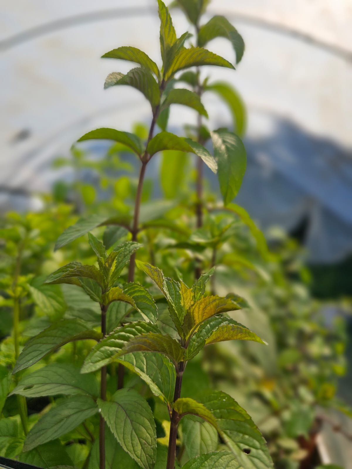 Menthe chocolat