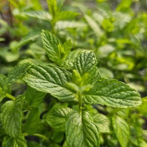 Menthe des marais