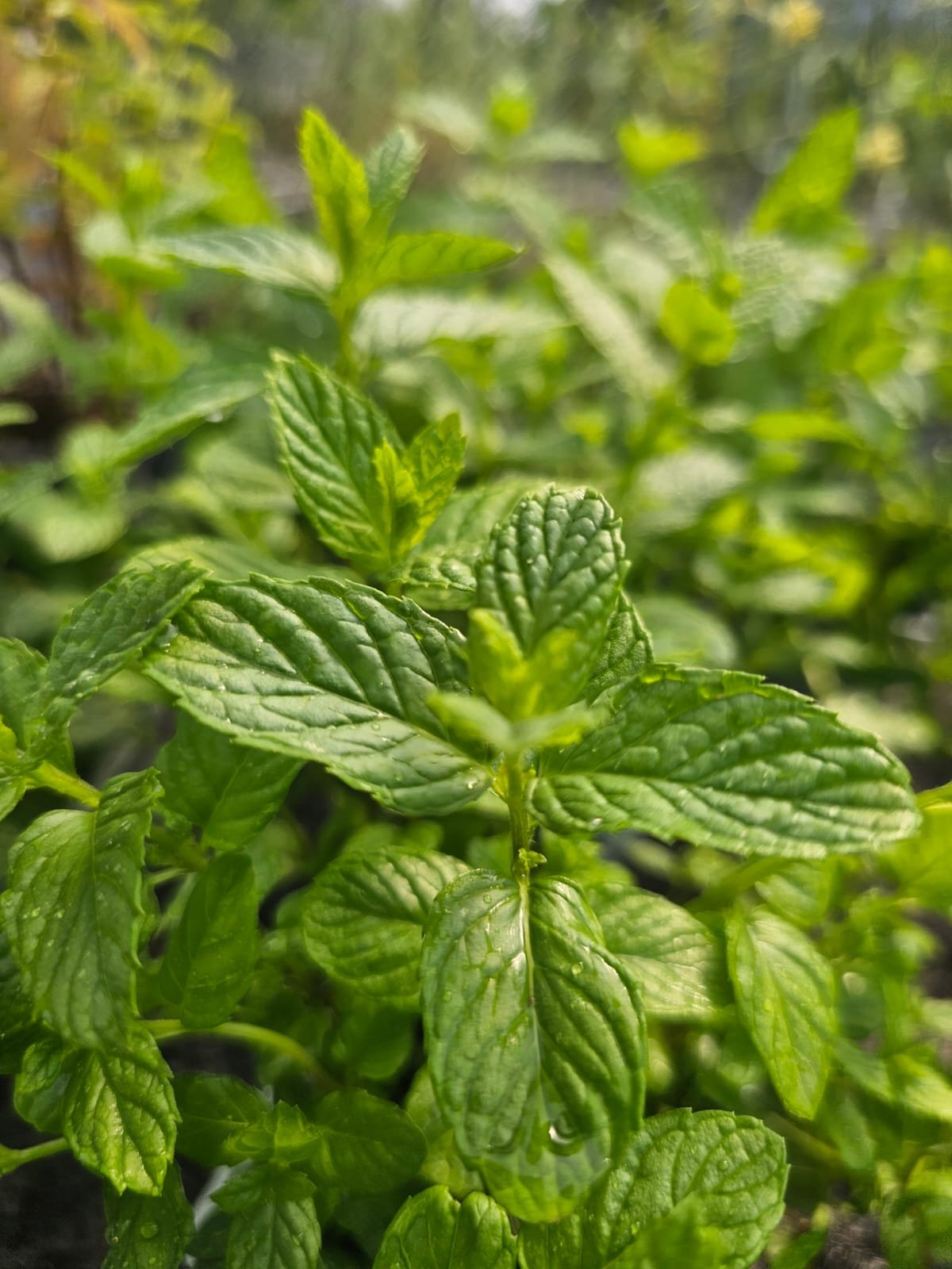 Menthe des marais