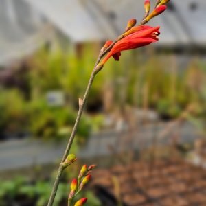 Montbretia Rouge / Crocosmia