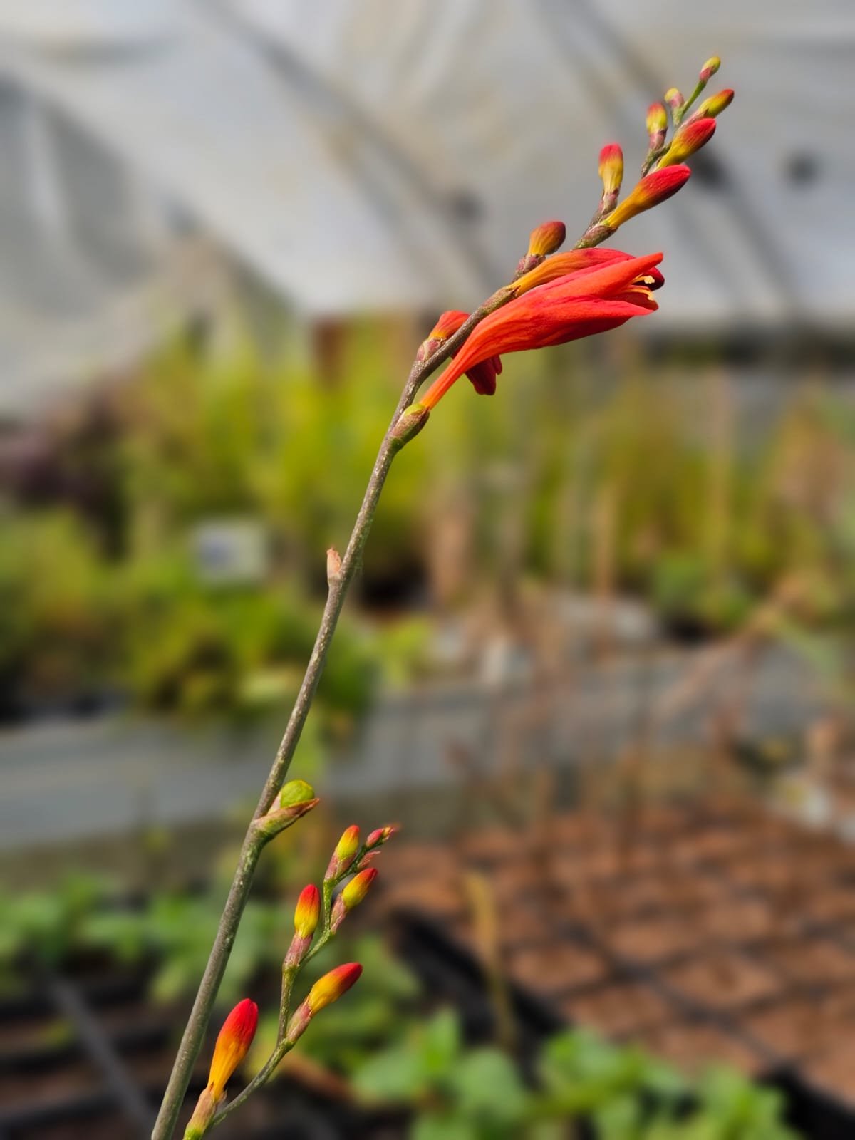Montbretia Rouge / Crocosmia