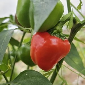 Poivron California Wonder red