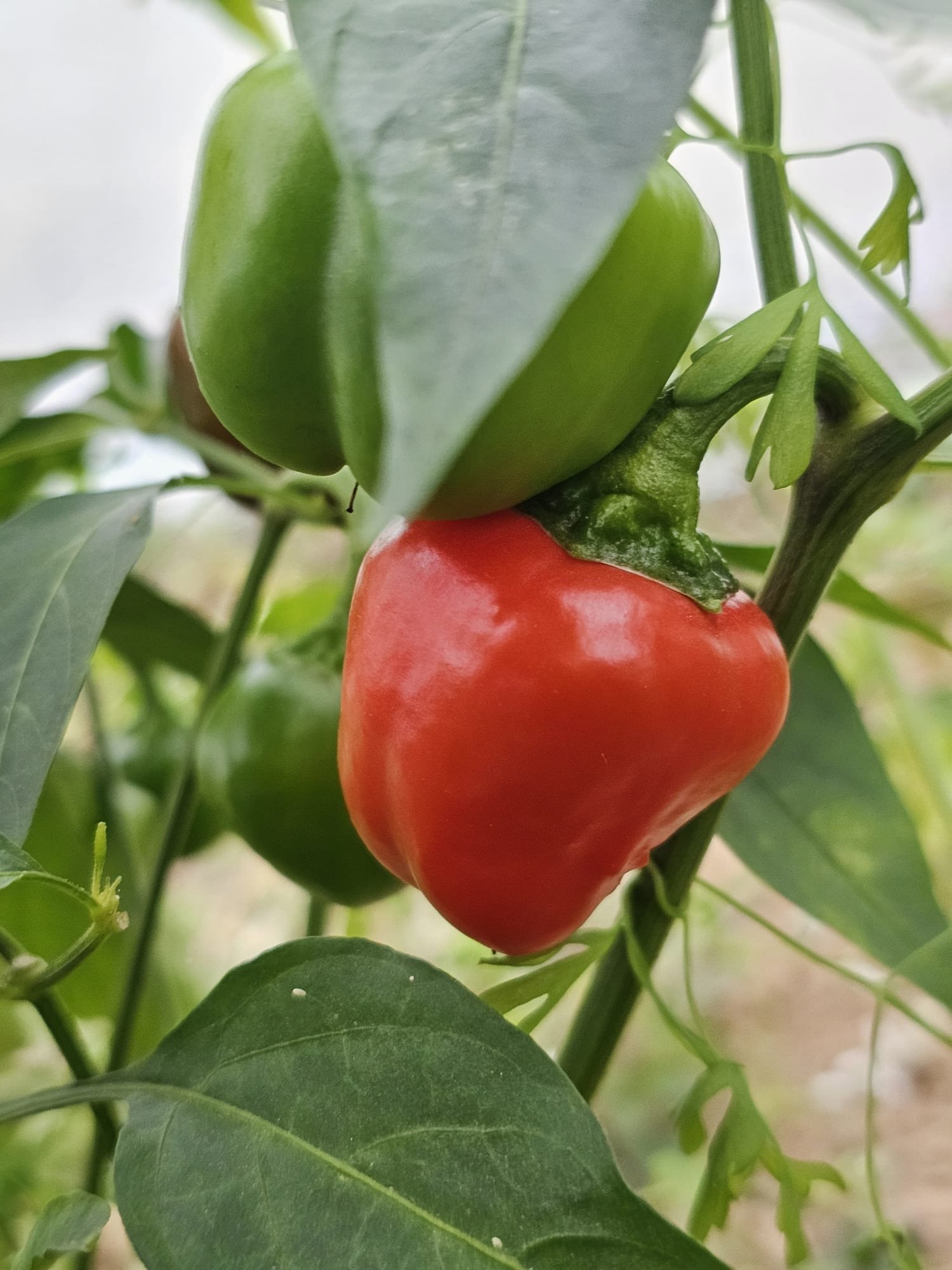 Poivron California Wonder red