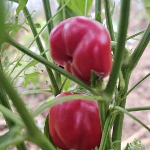 Poivron Mini Red Bell