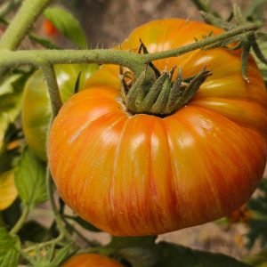 Tomate Copia