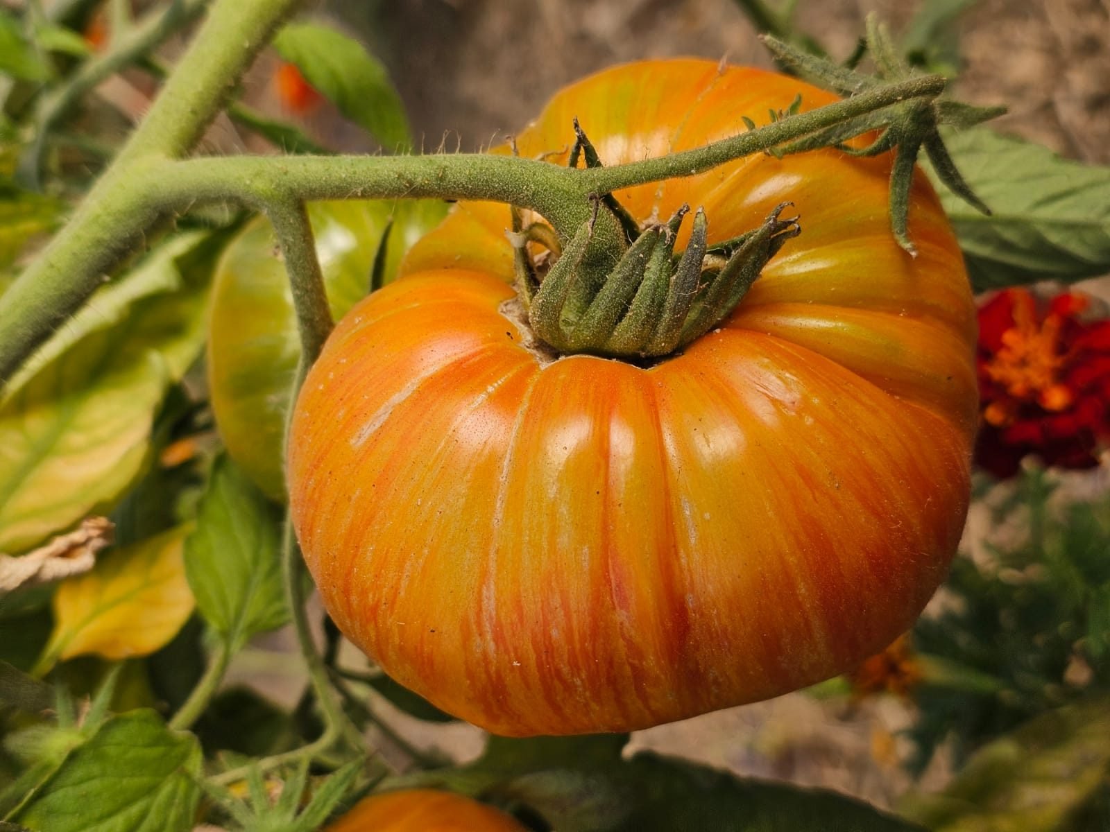 Tomate Copia