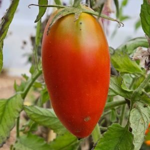 Tomate Andine Cornue