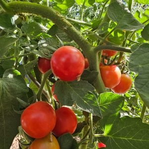 Tomate Cerise Miel du Mexique
