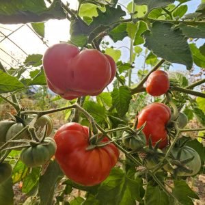 Tomate Russe Rouge