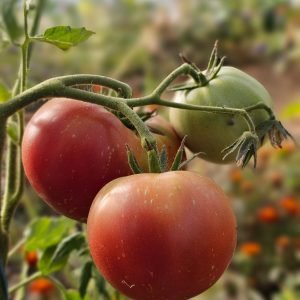 Tomate Saint-Pierre