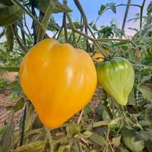 Tomate Téton de Vénus Jaune