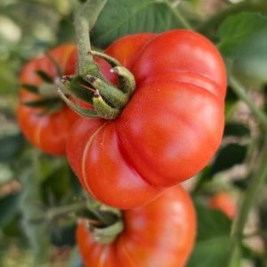 Tomate Calabash Rouge
