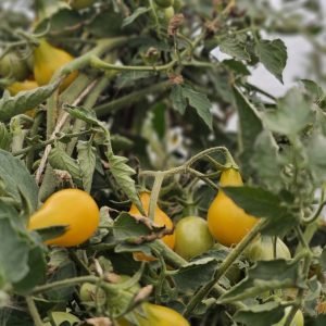 Tomate Yellow Pearshaped