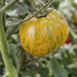 Tomate Green Zebra