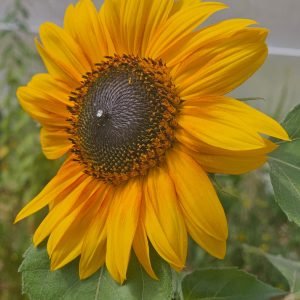 Tournesol Géant mammouth