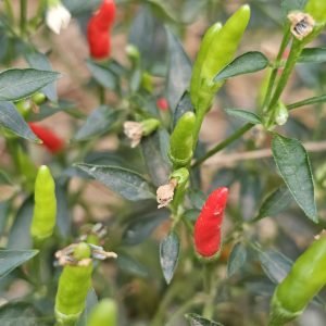 Mini Piment Oiseau (Capsicum frutescens)