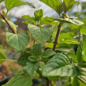 Menthe Chocolat (Mentha × piperita 'Chocolate')