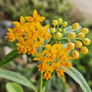 Asclepias 'Silky Gold' (Asclepias curassavica)