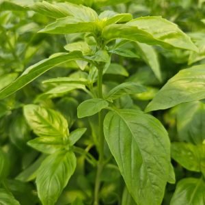 Basilic Grand Vert