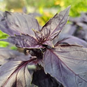 Basilic Pourpre