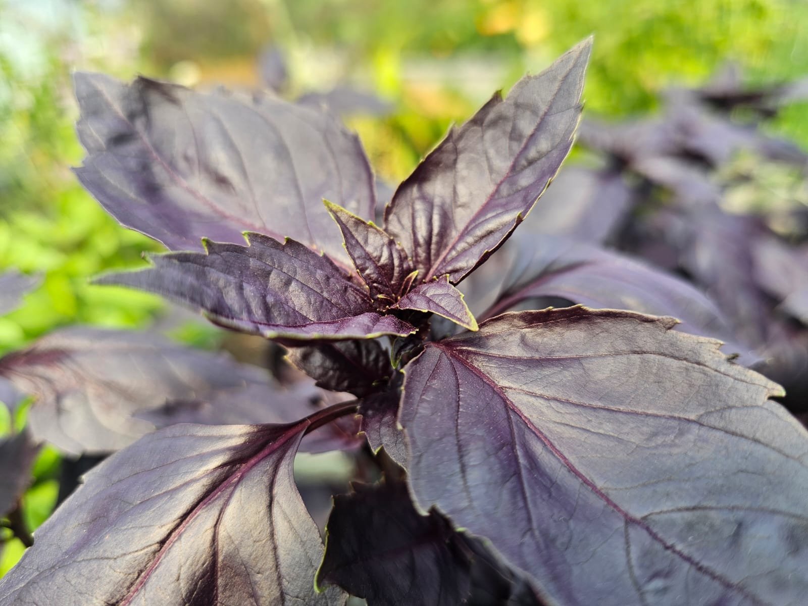Basilic Pourpre