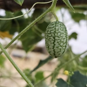 Concombre Zehneria scabra / Melothria / Cucamelon