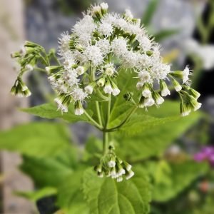 Eupatoire Rugueuse