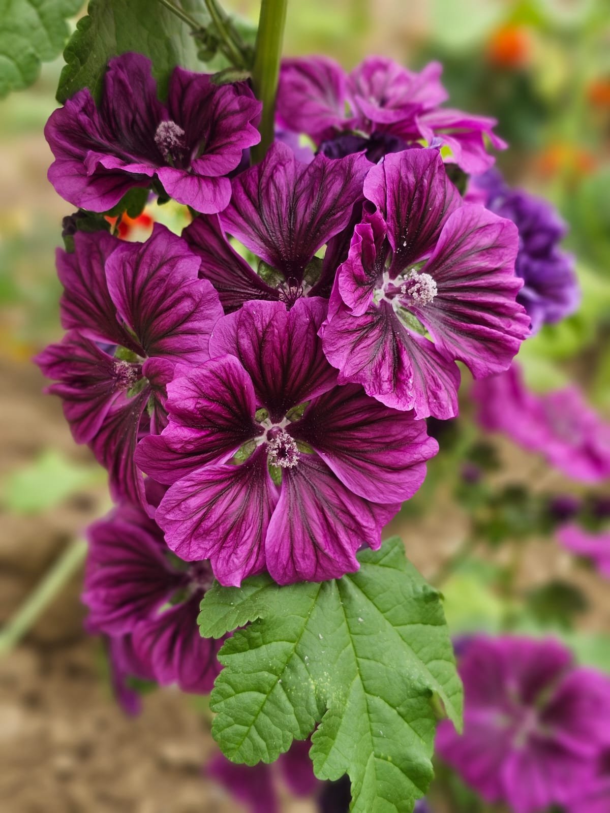 Mauve de Mauritanie