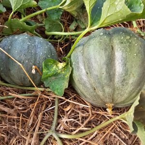 Melon Vieille France