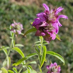 Monarde citron / Thé d'Oswego