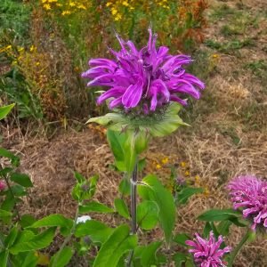 Monarde écarlate / Monarde didyma