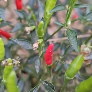Piment Mini Oiseau / Piment Langue d'Oiseau